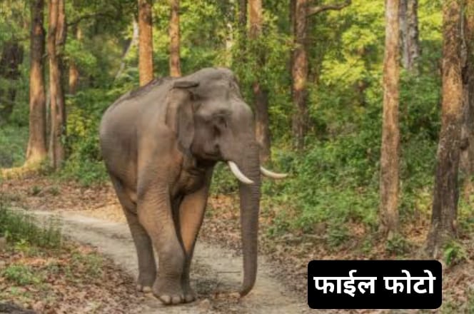 लुण्ड्रा परिक्षेत्र में पखवाड़े भर से भटक रहा नर दतैल वन विभाग अलर्ट ,क्षेत्रीय विधायक प्रबोध मिंज पल पल की ले रहे अपडेट 